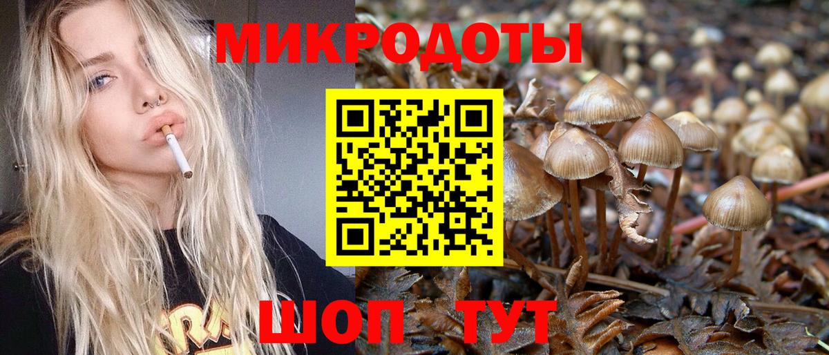 Псилоцибиновые грибы Psilocybe Таганрог